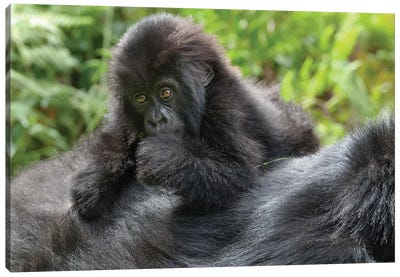 Young Mountain Gorilla Playing On Its Mother's Back, Volcanoes National Park, Rwanda Canvas Art Print - Primate Art