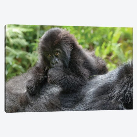 Young Mountain Gorilla Playing On Its Mother's Back, Volcanoes National Park, Rwanda Canvas Print #EGO38} by Ellen Goff Canvas Artwork