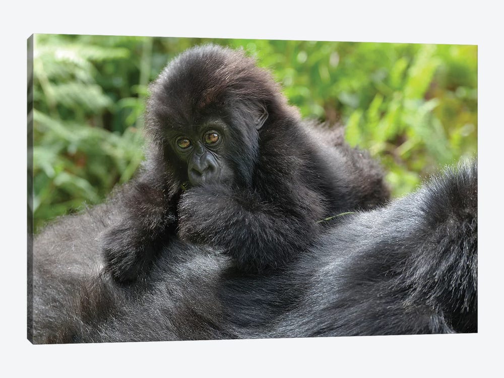 Young Mountain Gorilla Playing On Its Mother's Back, Volcanoes National Park, Rwanda by Ellen Goff 1-piece Canvas Art Print