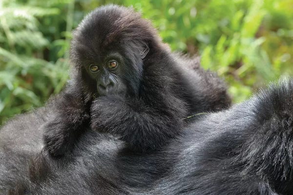 Young Mountain Gorilla Playing On Its Mother's Back, Volcanoes National Park, Rwanda