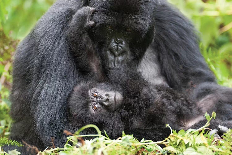 Female Mountain Gorilla With Her Young, Volcanoes National Park, Rwanda