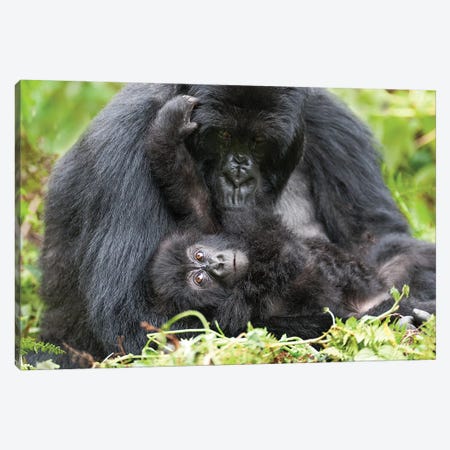 Female Mountain Gorilla With Her Young, Volcanoes National Park, Rwanda Canvas Print #EGO39} by Ellen Goff Canvas Art