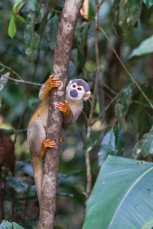 Brazil, Amazon, Manaus, Common Squirrel monkey in the trees. by Ellen Goff wall art