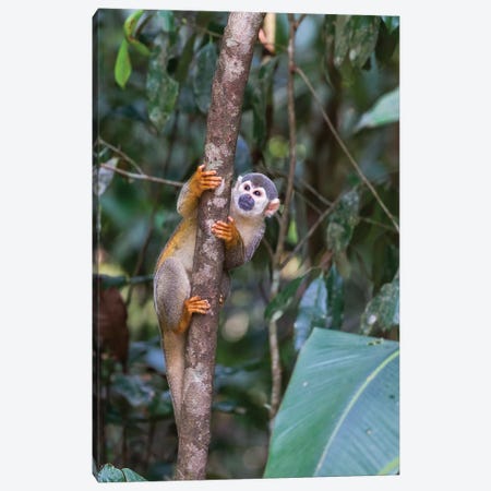 Brazil, Amazon, Manaus, Common Squirrel monkey in the trees. Canvas Print #EGO3} by Ellen Goff Art Print