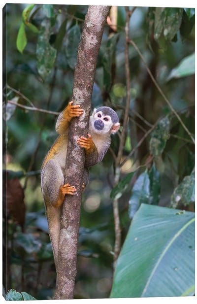 Brazil, Amazon, Manaus, Common Squirrel monkey in the trees. Canvas Art Print - Monkey Art