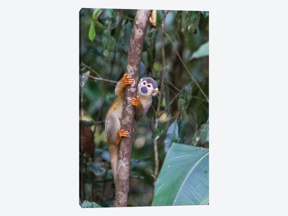 Brazil, Amazon, Manaus, Common Squirrel monkey in the trees. by Ellen Goff 1-piece Canvas Wall Art
