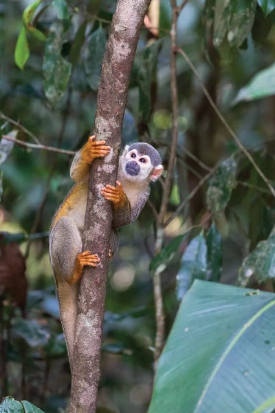 Brazil, Amazon, Manaus, Common Squirrel monkey in the trees.
