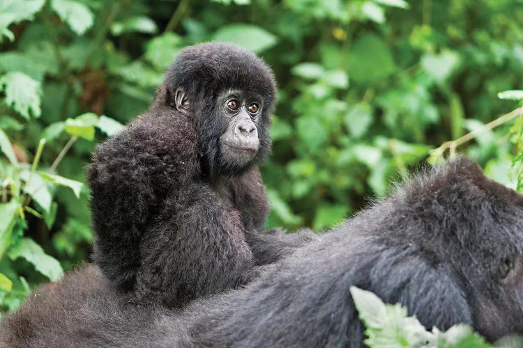 Young Baby Mountain Gorilla Riding On Its Mother's Back, Volcanoes National Park, Rwanda