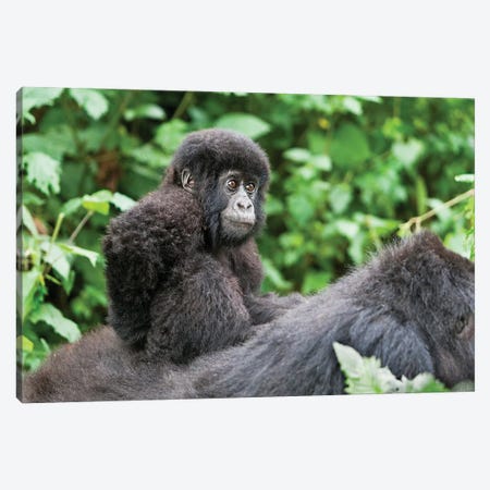 Young Baby Mountain Gorilla Riding On Its Mother's Back, Volcanoes National Park, Rwanda Canvas Print #EGO40} by Ellen Goff Art Print