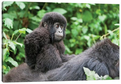 Young Baby Mountain Gorilla Riding On Its Mother's Back, Volcanoes National Park, Rwanda Canvas Art Print