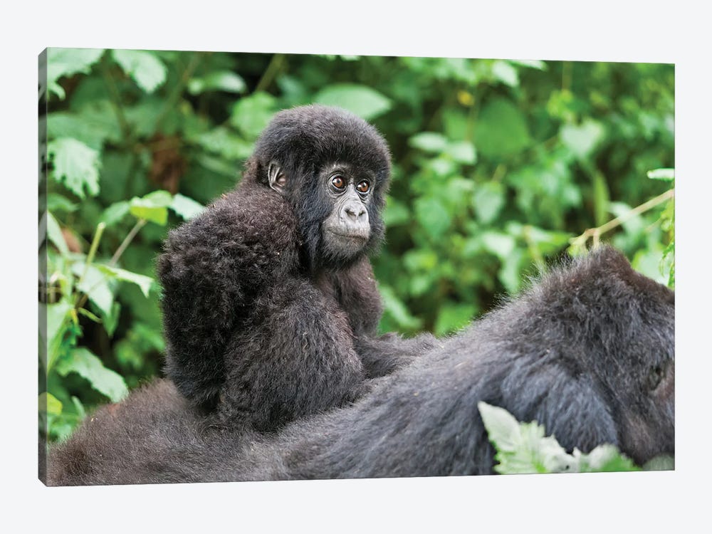 Young Baby Mountain Gorilla Riding On Its Mother's Back, Volcanoes National Park, Rwanda by Ellen Goff 1-piece Canvas Wall Art