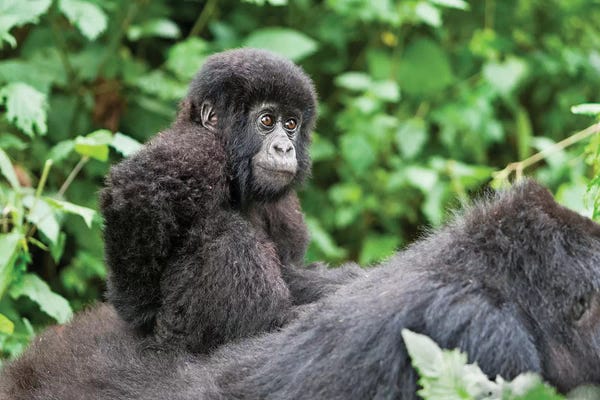 Ellen Goff: Young Baby Mountain Gorilla Riding On Its Mother's Back, Volcanoes National Park, Rwanda by Ellen Goff