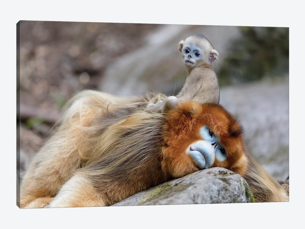 Newborn Golden Snub-Nosed Monkey Sitting On Its Father's Back, Foping National Nature Reserve, Shaanxi Province, China by Ellen Goff 1-piece Canvas Print
