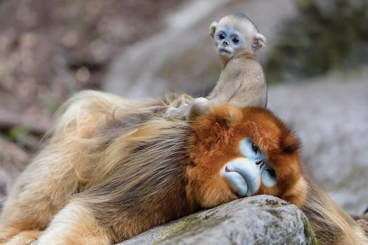 Newborn Golden Snub-Nosed Monkey Sitting On Its Father's Back, Foping National Nature Reserve, Shaanxi Province, China