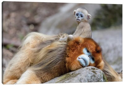 Newborn Golden Snub-Nosed Monkey Sitting On Its Father's Back, Foping National Nature Reserve, Shaanxi Province, China Canvas Art Print