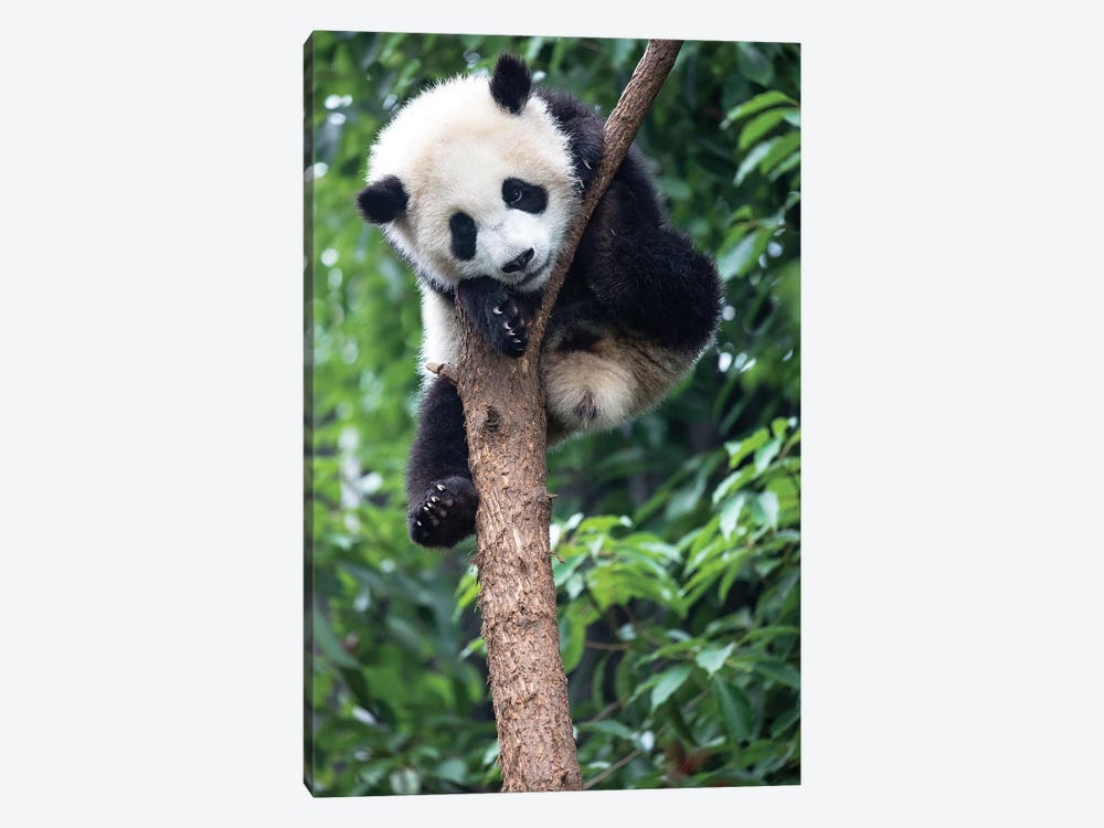 Young Giant Panda Resting Comfortably In A Tree. China, Sichuan Province, Chengdu, by Ellen Goff 1-piece Canvas Artwork