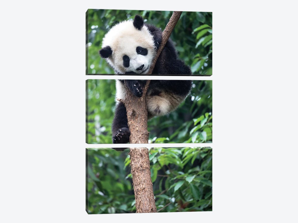 Young Giant Panda Resting Comfortably In A Tree. China, Sichuan Province, Chengdu, by Ellen Goff 3-piece Canvas Wall Art