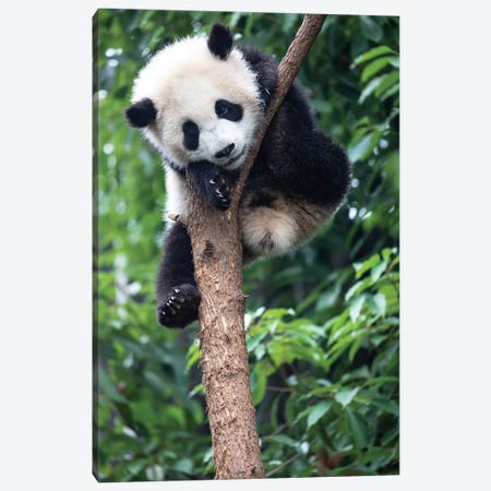 Young Giant Panda Resting Comfortably In A Tree. China, Sichuan Province, Chengdu, Canvas Print #EGO42} by Ellen Goff Canvas Art Print