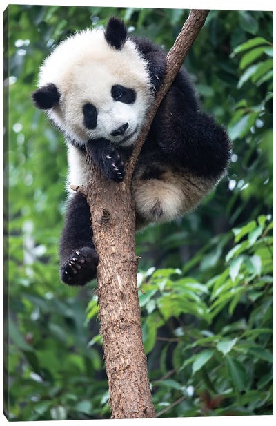 Young Giant Panda Resting Comfortably In A Tree. China, Sichuan Province, Chengdu, Canvas Art Print