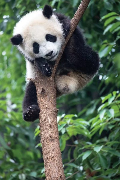Ellen Goff: Young Giant Panda Resting Comfortably In A Tree. China, Sichuan Province, Chengdu, by Ellen Goff