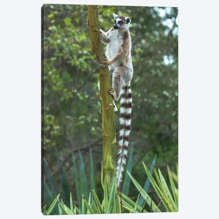 Madagascar, Amboasary, Berenty Reserve. Ring-tailed lemur clinging to a stalk of an agave plant. Canvas Print #EGO43} by Ellen Goff Canvas Print