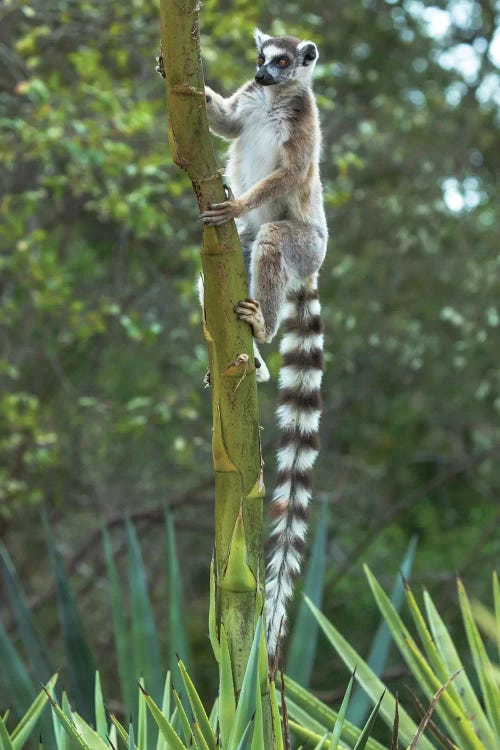 Madagascar, Amboasary, Berenty Reserve. Ring-tailed lemur clinging to a stalk of an agave plant.