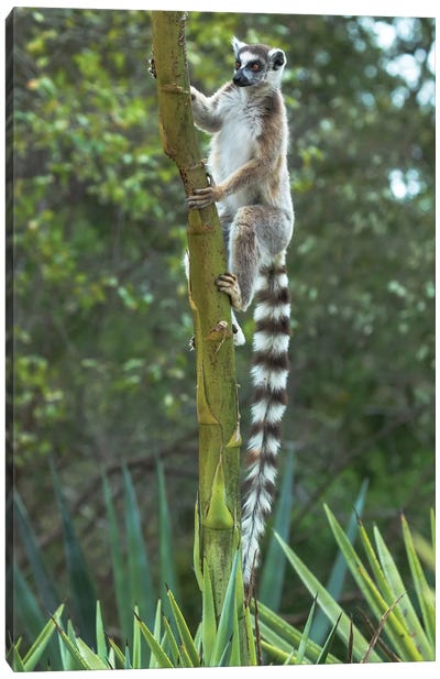 Madagascar, Amboasary, Berenty Reserve. Ring-tailed lemur clinging to a stalk of an agave plant. Canvas Art Print