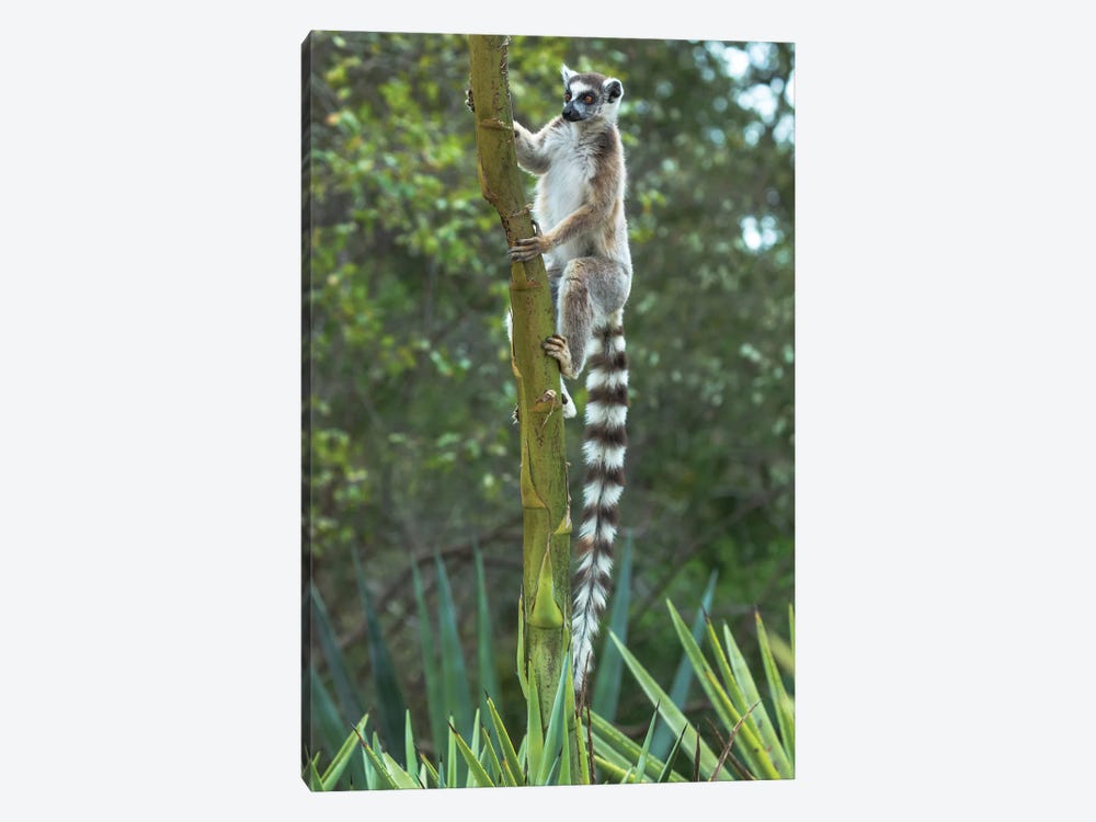 Madagascar, Amboasary, Berenty Reserve. Ring-tailed lemur clinging to a stalk of an agave plant. by Ellen Goff 1-piece Art Print
