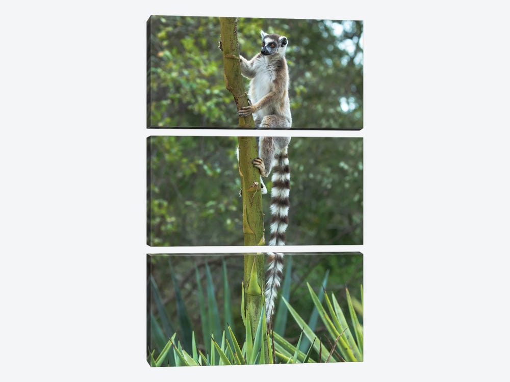 Madagascar, Amboasary, Berenty Reserve. Ring-tailed lemur clinging to a stalk of an agave plant. by Ellen Goff 3-piece Canvas Print