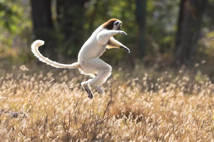 Madagascar, Berenty Reserve. A Verreaux's sifaka dancing from place to place