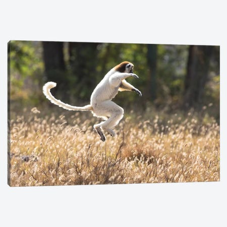 Madagascar, Berenty Reserve. A Verreaux's sifaka dancing from place to place Canvas Print #EGO44} by Ellen Goff Canvas Wall Art