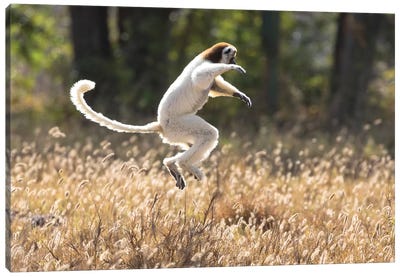 Madagascar, Berenty Reserve. A Verreaux's sifaka dancing from place to place Canvas Art Print