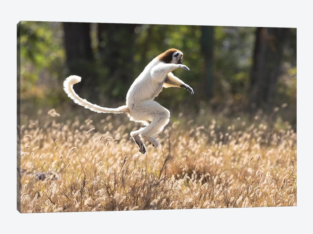 Madagascar, Berenty Reserve. A Verreaux's sifaka dancing from place to place by Ellen Goff 1-piece Canvas Artwork