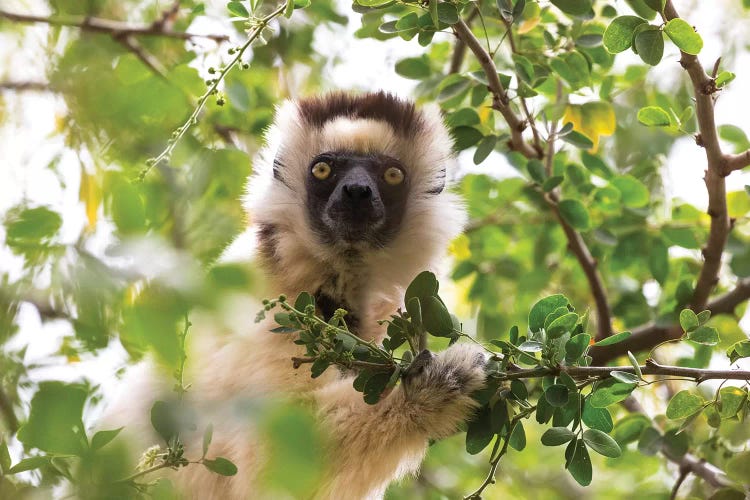 Madagascar, Berenty Reserve. Portrait of a Verreaux's sifaka eating leaves from a tree.