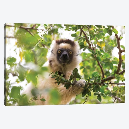 Madagascar, Berenty Reserve. Portrait of a Verreaux's sifaka eating leaves from a tree. Canvas Print #EGO45} by Ellen Goff Canvas Artwork