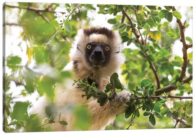 Madagascar, Berenty Reserve. Portrait of a Verreaux's sifaka eating leaves from a tree. Canvas Art Print - Madagascar