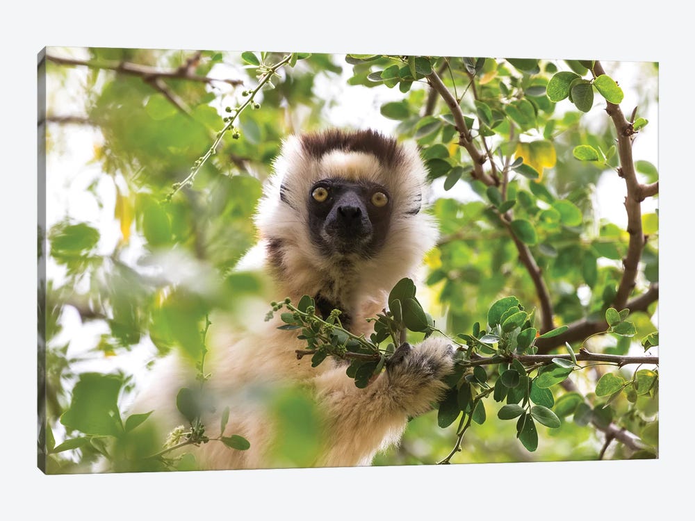 Madagascar, Berenty Reserve. Portrait of a Verreaux's sifaka eating leaves from a tree. by Ellen Goff 1-piece Art Print