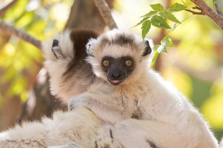 Madagascar, Berenty Reserve. Portrait of a Verreaux's sifaka mother carrying her baby.