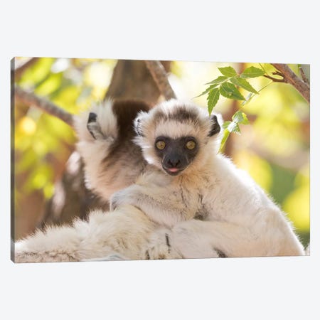 Madagascar, Berenty Reserve. Portrait of a Verreaux's sifaka mother carrying her baby. Canvas Print #EGO46} by Ellen Goff Canvas Wall Art