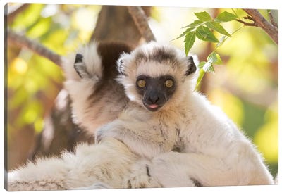Madagascar, Berenty Reserve. Portrait of a Verreaux's sifaka mother carrying her baby. Canvas Art Print