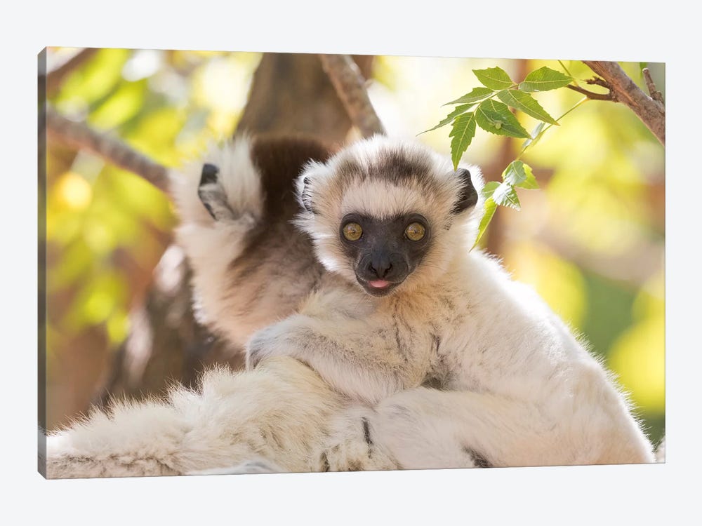 Madagascar, Berenty Reserve. Portrait of a Verreaux's sifaka mother carrying her baby. by Ellen Goff 1-piece Canvas Artwork
