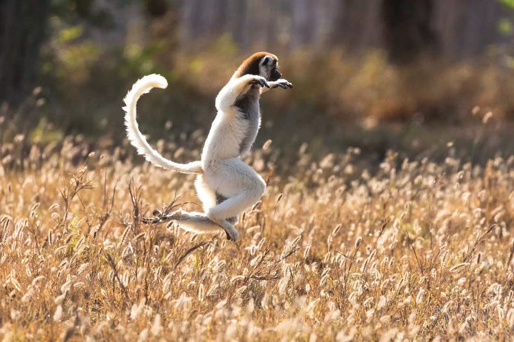 Madagascar, Berenty Reserve. Verreaux's sifaka dancing from place to place where there are no trees