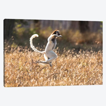 Madagascar, Berenty Reserve. Verreaux's sifaka dancing from place to place where there are no trees Canvas Print #EGO47} by Ellen Goff Canvas Wall Art