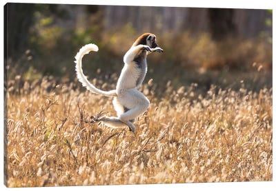Madagascar, Berenty Reserve. Verreaux's sifaka dancing from place to place where there are no trees Canvas Art Print - Madagascar