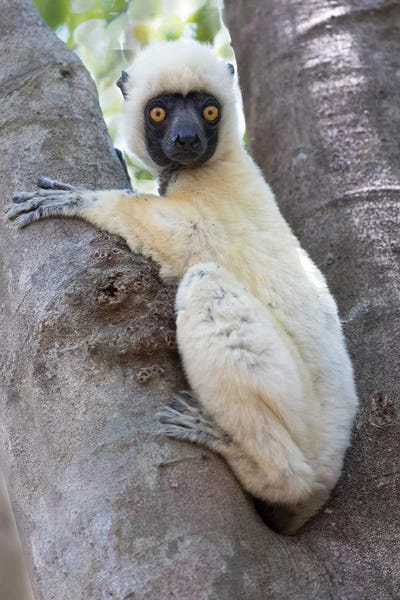 Ellen Goff: Madagascar, Le Parc National Tsingy de Bemaraha, Decken's sifaka by Ellen Goff