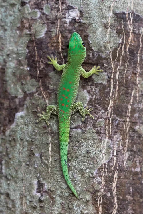 Madagascar, Le Parc National Tsingy de Bemaraha. This brightly colored day gecko