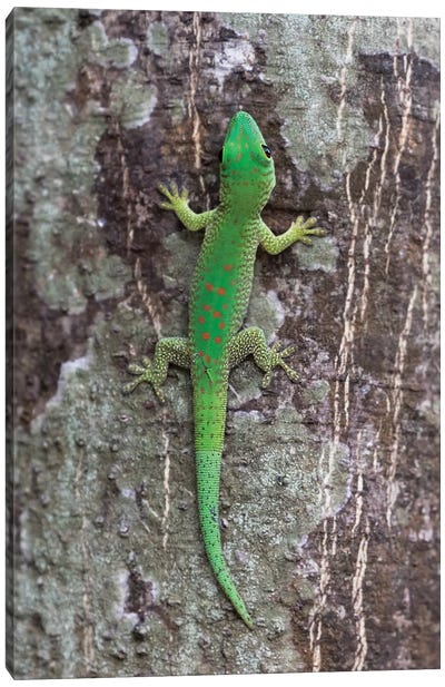 Madagascar, Le Parc National Tsingy de Bemaraha. This brightly colored day gecko Canvas Art Print - Gecko Art