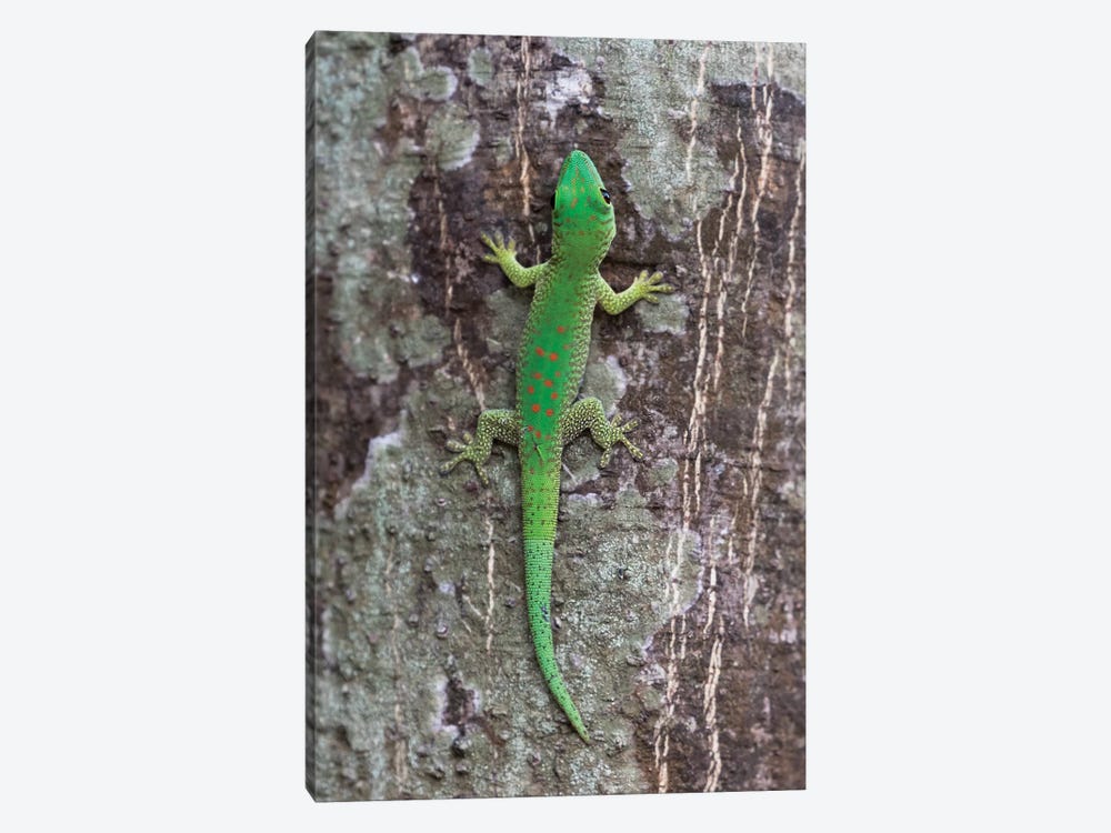 Madagascar, Le Parc National Tsingy de Bemaraha. This brightly colored day gecko by Ellen Goff 1-piece Art Print