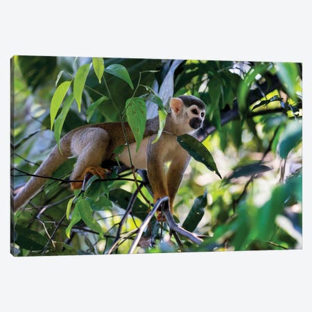 Brazil, Amazon, Manaus. Common Squirrel monkey in the trees. Canvas Print #EGO4} by Ellen Goff Canvas Artwork