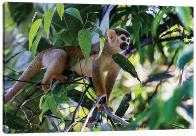 Brazil, Amazon, Manaus. Common Squirrel monkey in the trees. Canvas Art Print - Primate Art